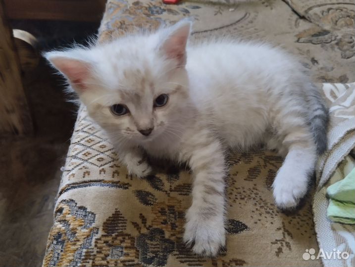 Сибирские котята