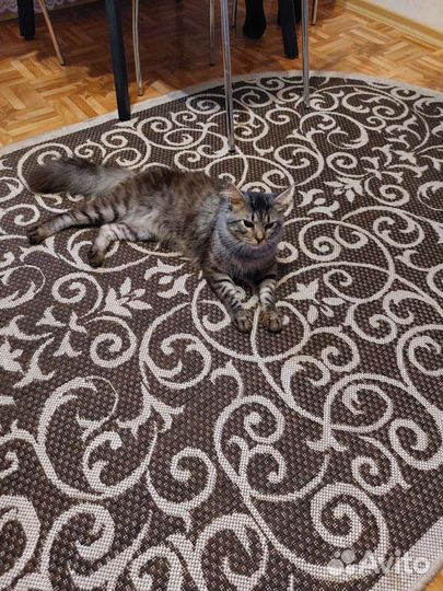 Кошки в добрые руки бесплатно