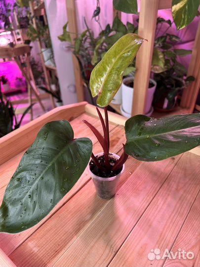 Филодендрон Медуза