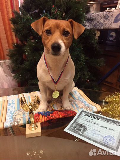 Случка джек рассел