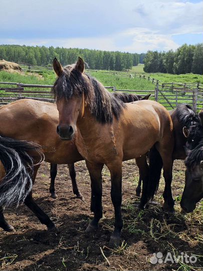 Лошадь жеребец