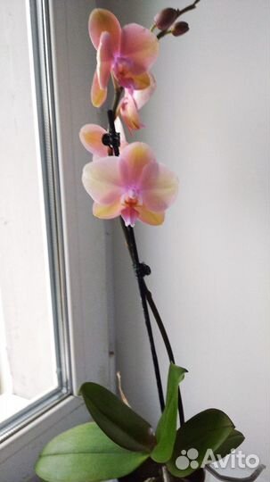 Орхидея фаленопсис Сапорита
