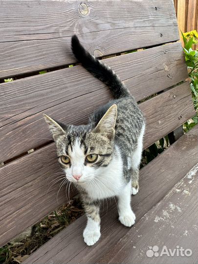 Отдам котят в хорошие руки