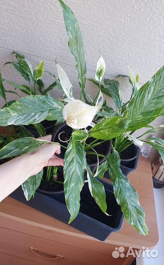 Спатифиллум вариегатный (комнатное растение)