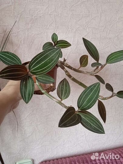 Сцендапсуус