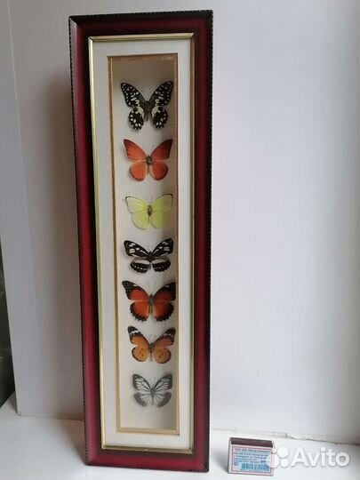 Бабочки в рамках