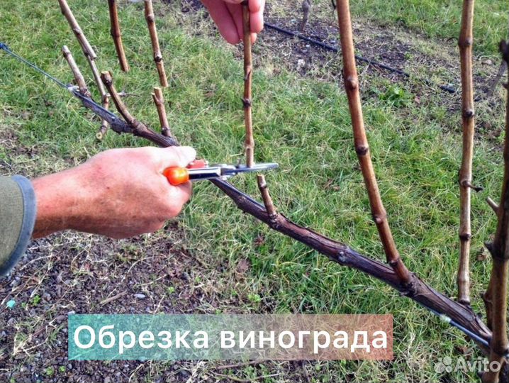 Обрезка плодовых деревьев