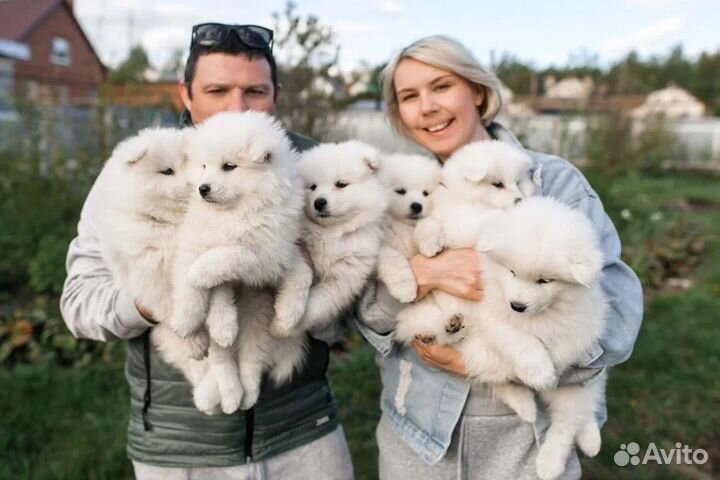 Щенки самоеда