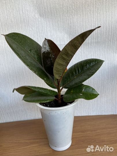 Продаю микс растений