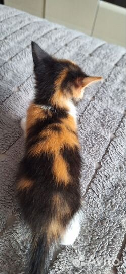 Котятки в дар