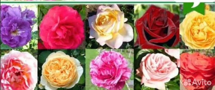 Кустовые розы саженцы