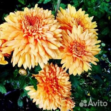 Хризантема корейская, мультифлора саженцы