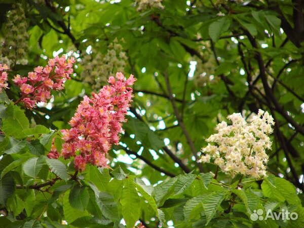 Саженцы Каштана конского