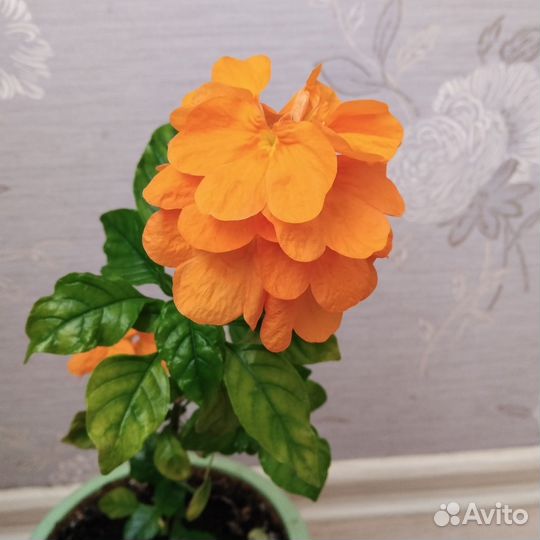 Кроссандра розовая, красная, голубая И оранжевая