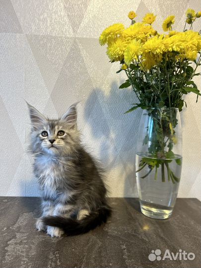 Котята мейн кун