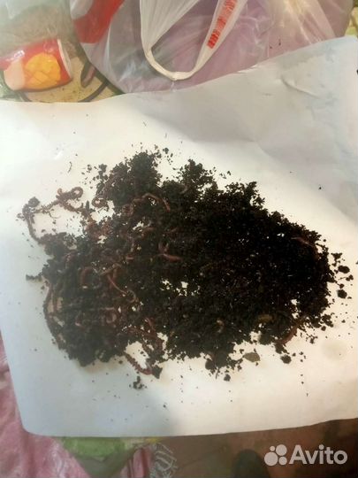 Продается червь дендробена