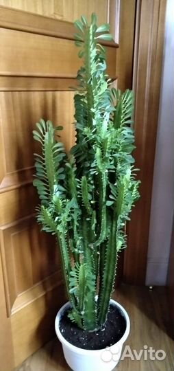 Молочай эуфорбия