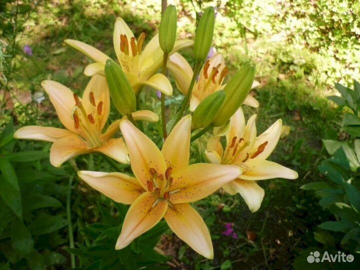 Лилия саженцы Изи Ванилла