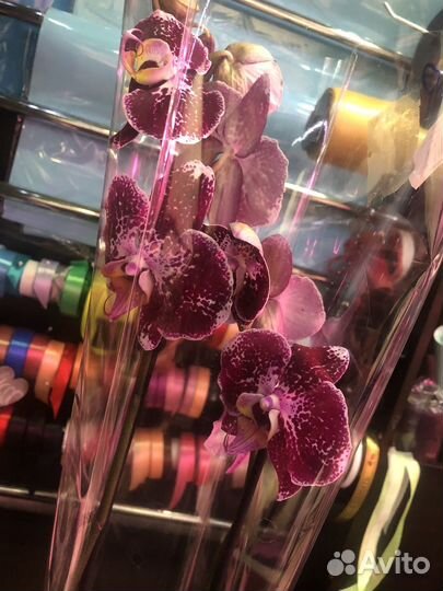 Крупные и сортовые фаленопсисы