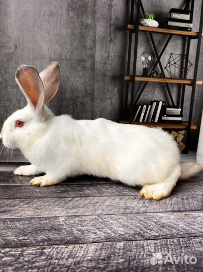 Мясо кролика