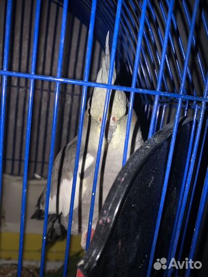 Попугай корелла