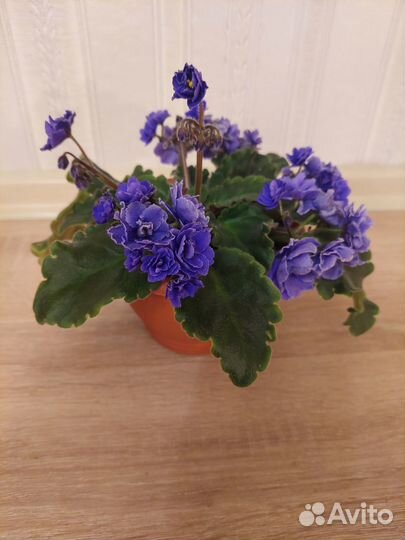 Фиалка цветущая