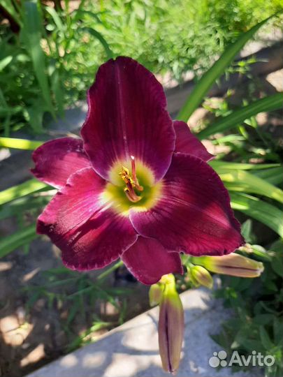 Саженцы цветов