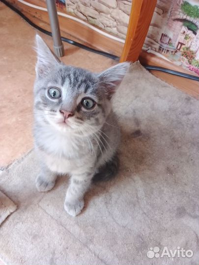 Котёнок в хорошие руки + лоток