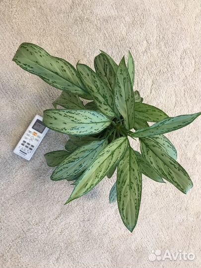 Аглаонема Сильвер Квин