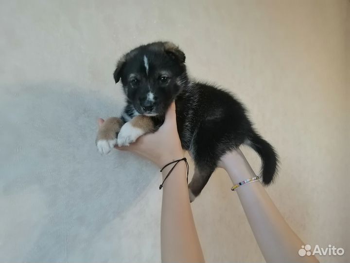 Щенки русско европейской лайки