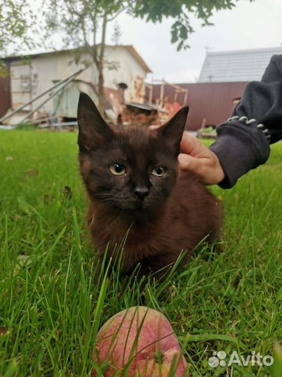 Котенок ищет дом девочка