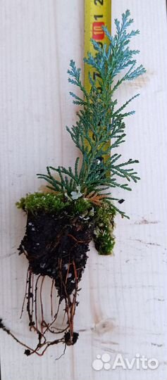 Укорененные черенки туи, можевельника