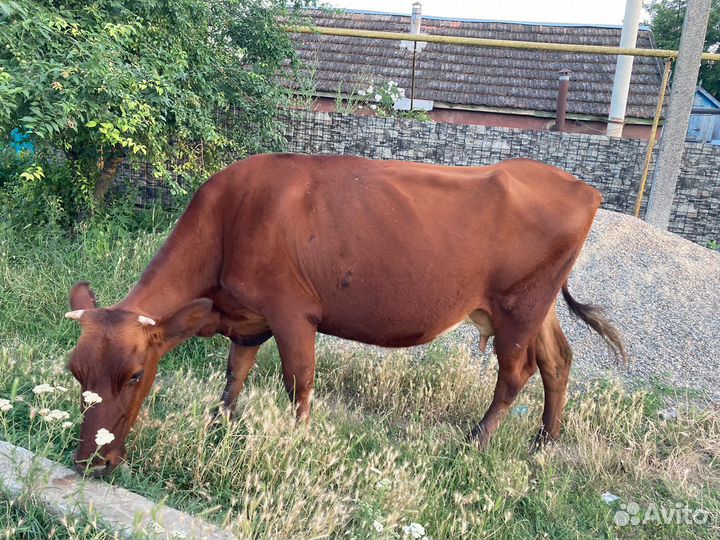 Корова стельная дойная