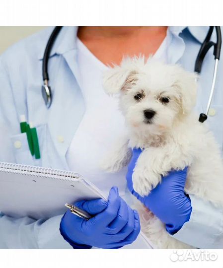 Усыпление собак,эвтаназия животных,кремация собак