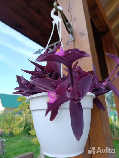 Трагесканции