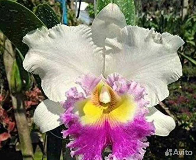 Сортовые каттлеи