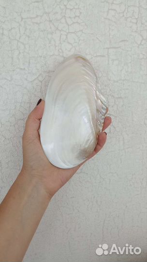 Ракушка морская большая Макабебе