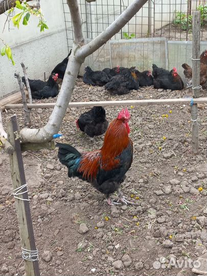 Инкубационные яйца породы Маран