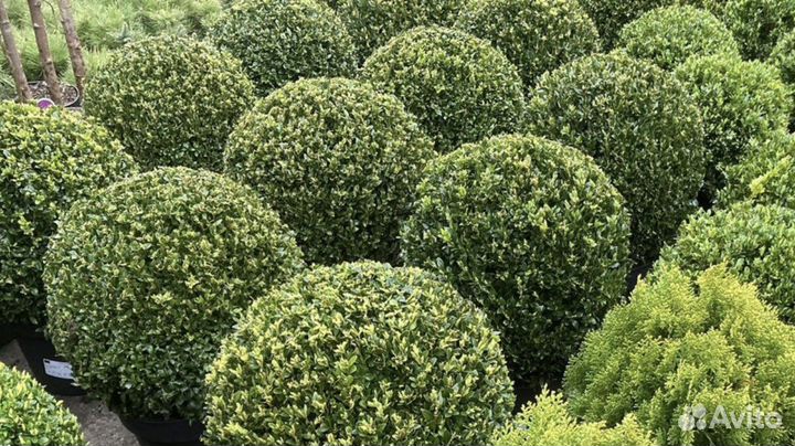 Самшит шар и кусты. Скумпия