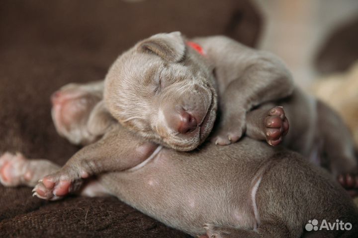 Собака (щенок) для фотосессии