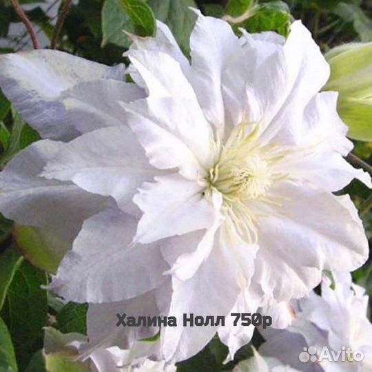 Клематис махровый