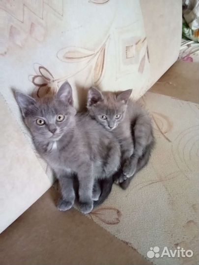 Котята два месяца