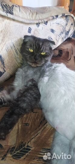 Кошка в добрые руки