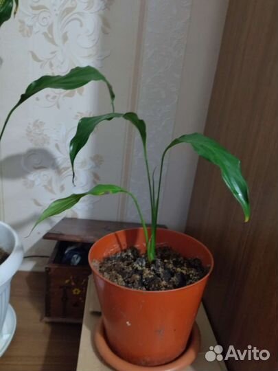 Спатифиллум