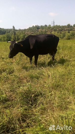 Высокоудоенная корова