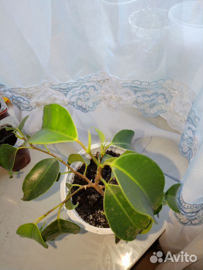 Фикус бенджамина