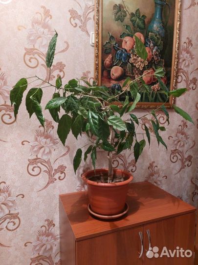 Китайская роза