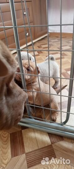 Щенки шарпей