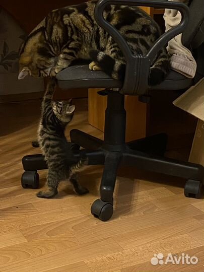 Кошечка в добрые руки