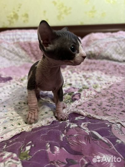 Канадский сфинкс котенок